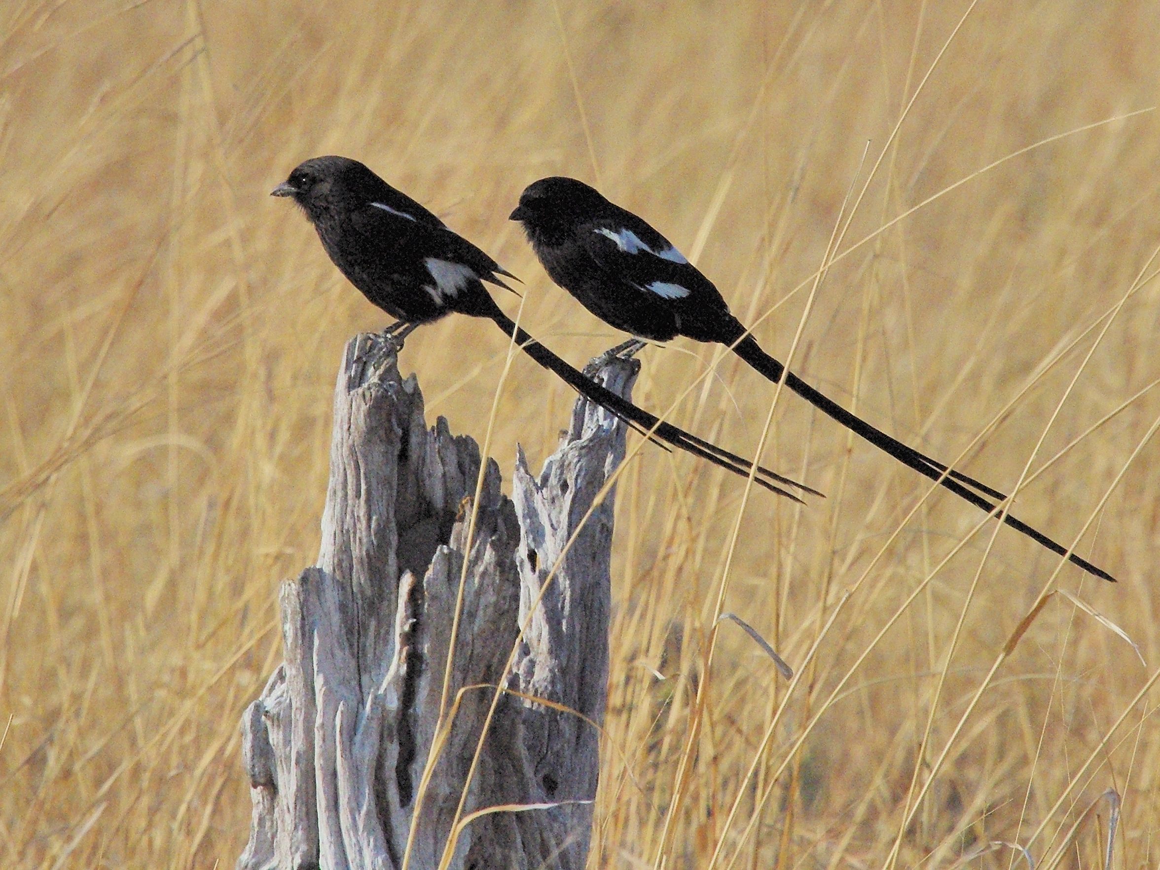 Corvinelles noir et blanc (Magpie shrike, Urolestes melanoleucus), femelles adultes, Hwanghe National Park, Zimbabwe.